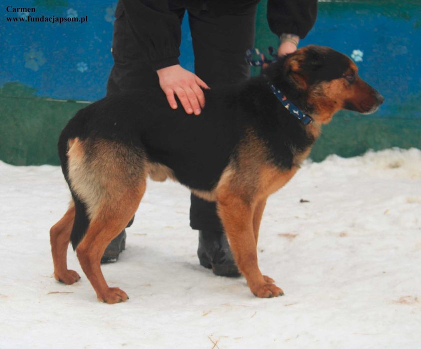 Carmen, super piesek szuka domku