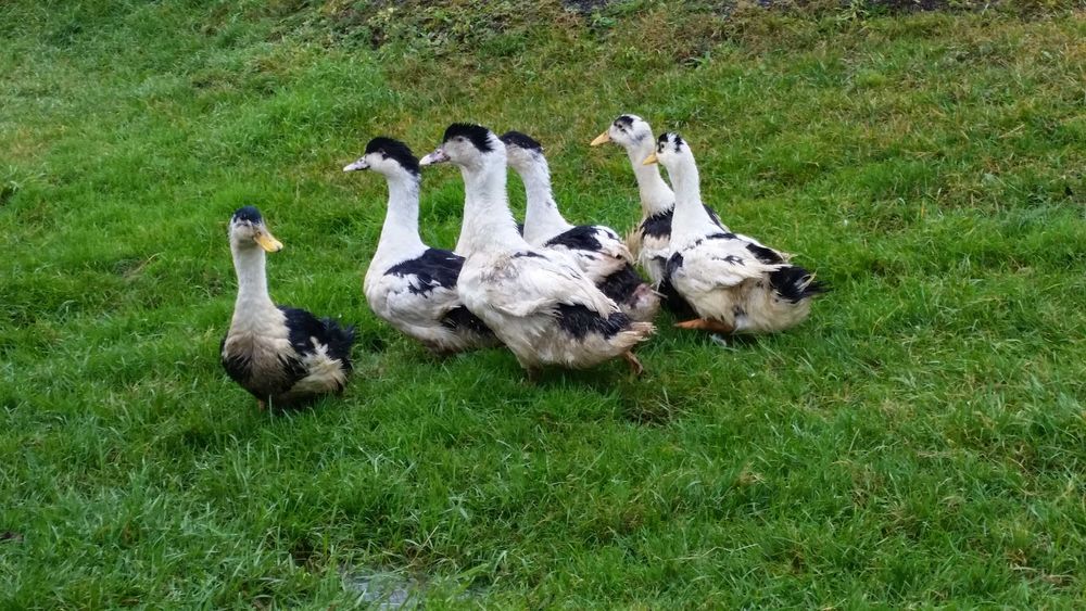 Kaczki pisklęta młode dowóz