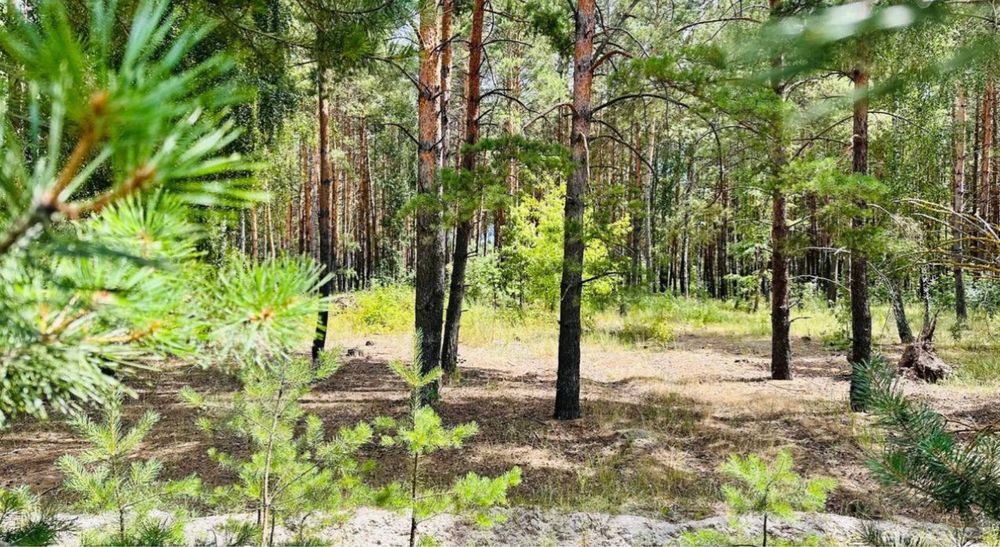 Земля в лісі біля озера 1 га під садівництво! Дружня