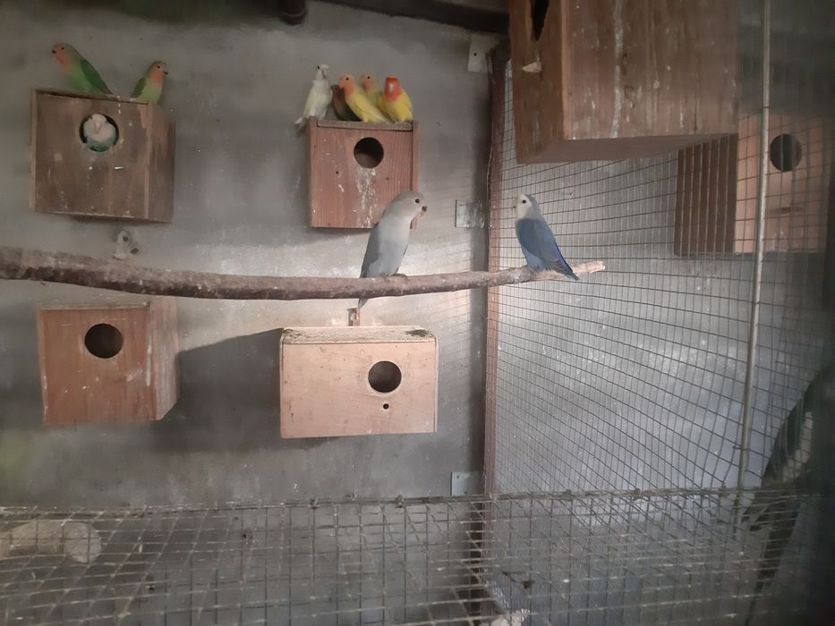 Cedência  caturras e agapornis 2025