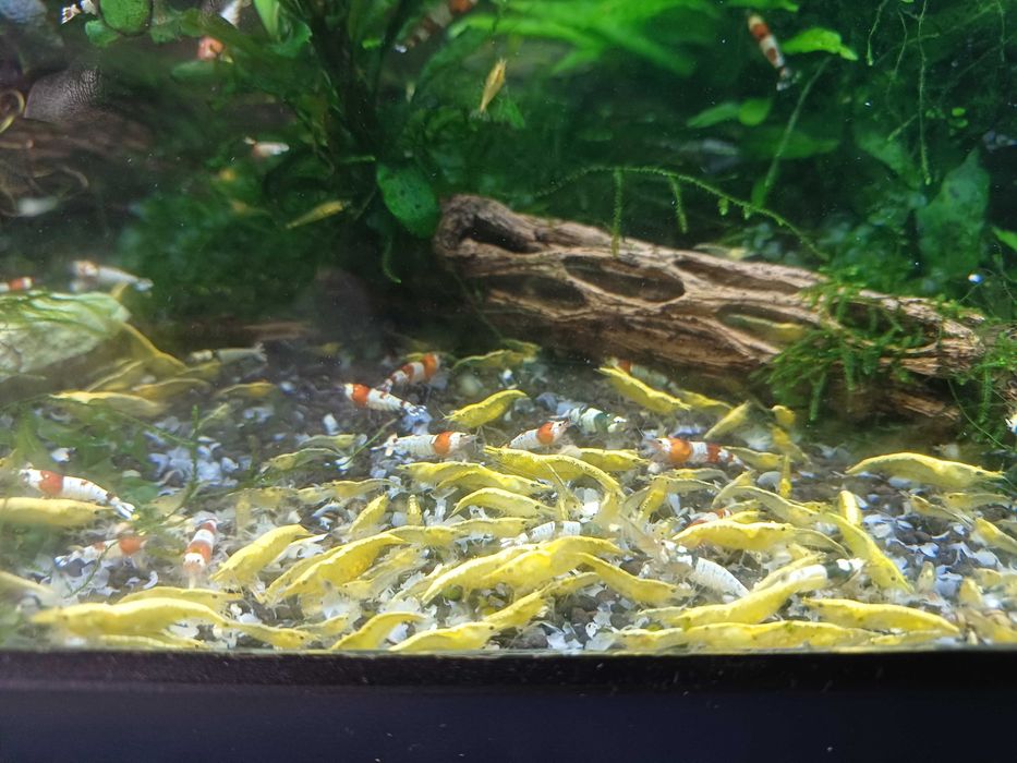Camarões Neocaridinas Goldback line yellow e caridinas Crystal Red