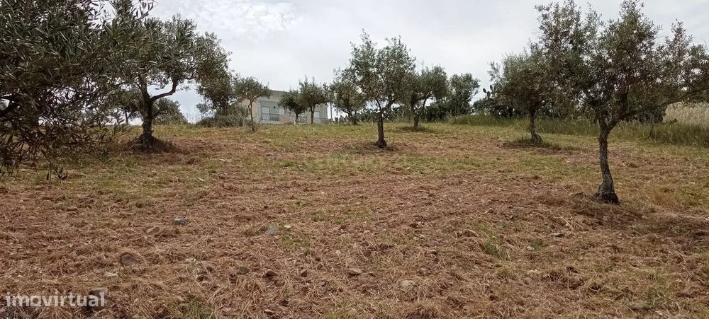 Terreno 8500m2, Lentiscais, Castelo Branco