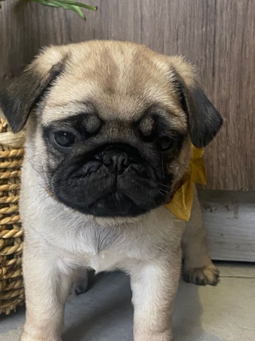 Чудовий хлопчик мопсик