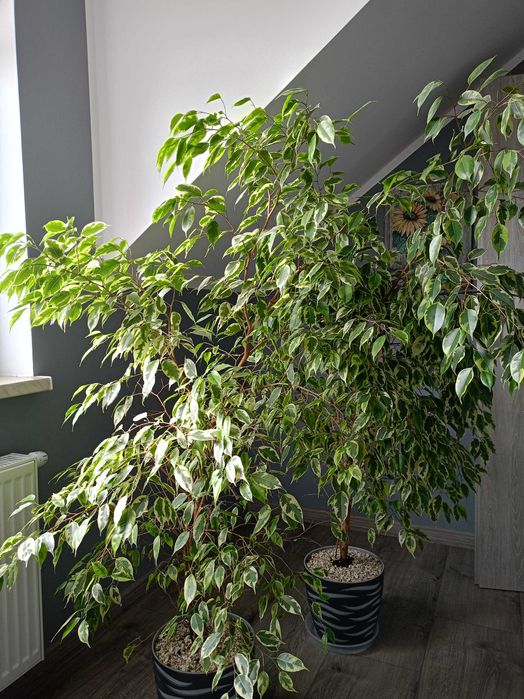 Sprzedam 2 fikusy Benjamina wraz z doniczkami