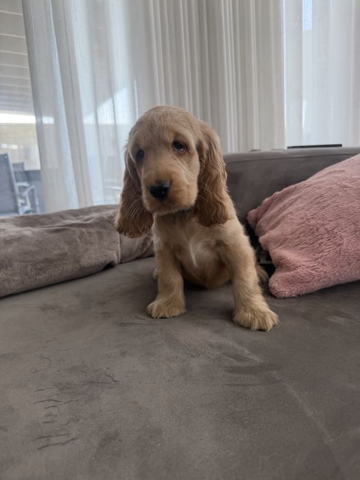 Cocker menino  lindo