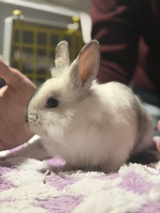 Coelhos Anões Para Venda