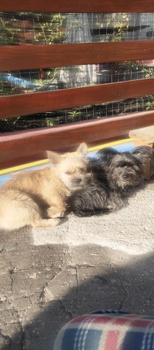 Віддам в добрі руки цуценя (1 дівчинки, 2місяці)