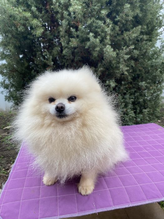 Доросла Дівчинка Померанский шпіц у люблячу родину