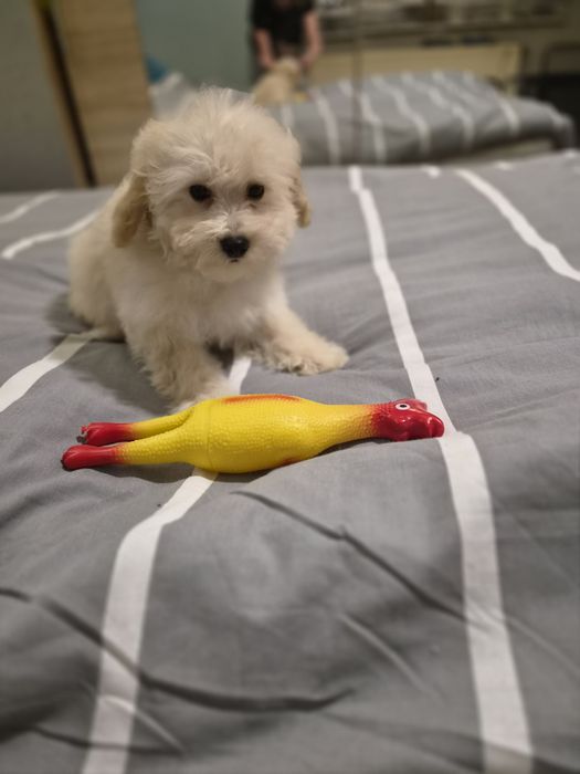 Maltipoo, maltańczyk, suczka