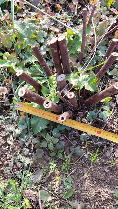 Ślazowiec pensylwański  / Sida hermathrodita Rusby