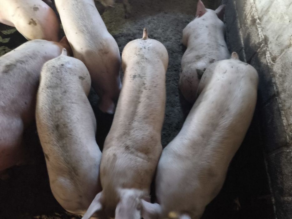 Продам відгодівлю 60голів