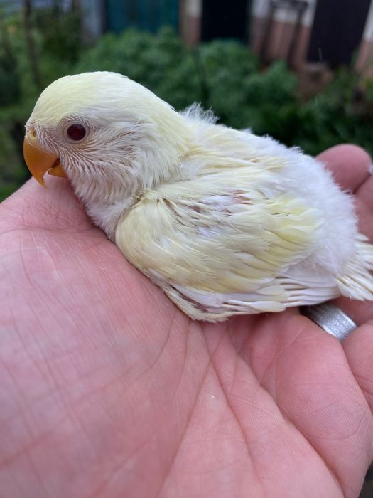 Agapornis domesticado