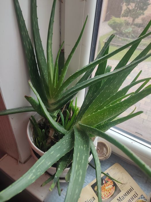 Вазон алоє Вера 5 років ліки від багатьох хвороб