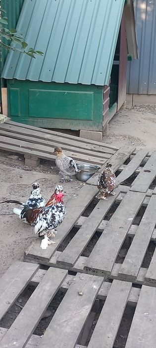 Алтайська бентамка  півники