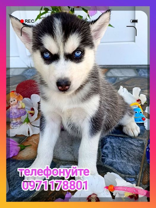 Сибірські хаски, блакитні очі, дівчатка для Вас