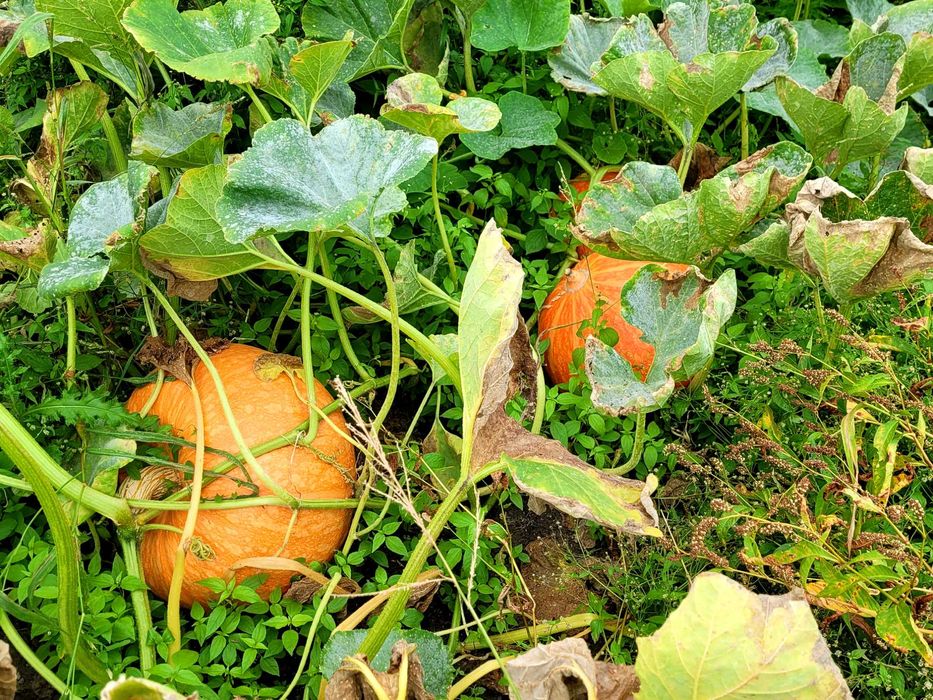 Sprzedam Dynie Dynia