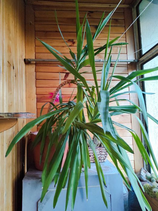 Пальма Юка кімнатна рослина