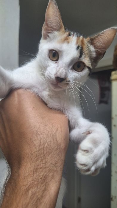 Macho e fêmea para adoção