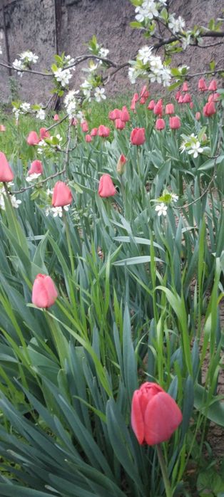 Квіти, тюльпани, букети