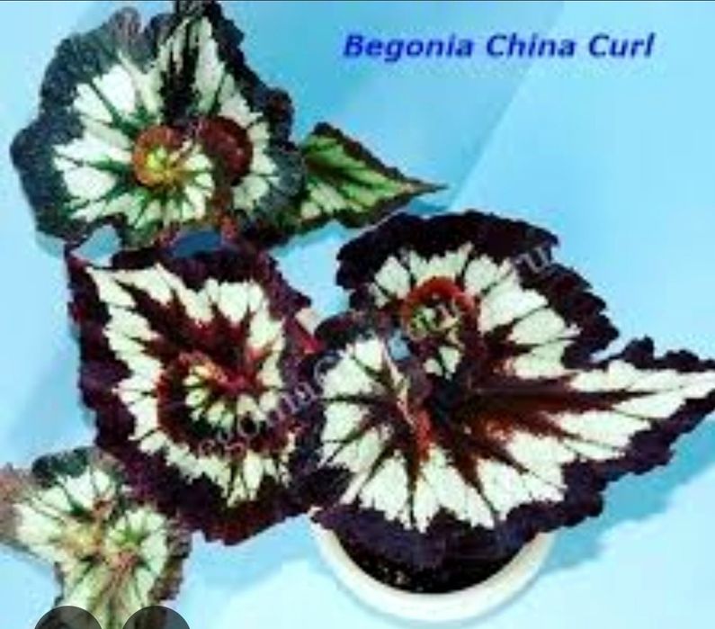 Бегонії в наборі