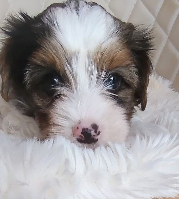 Piesek York Blueberry - Niebieskie Oczko - Unikat - Wkrótce Do Odbioru!