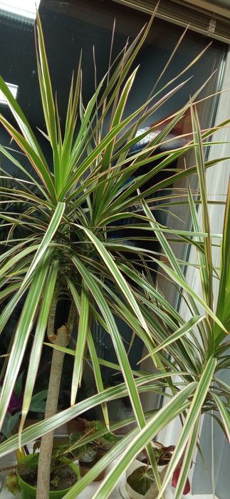 Драцена. Комнатные растения.