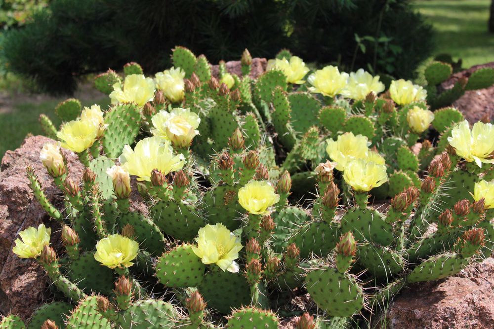 Nasiona opuncji figowej