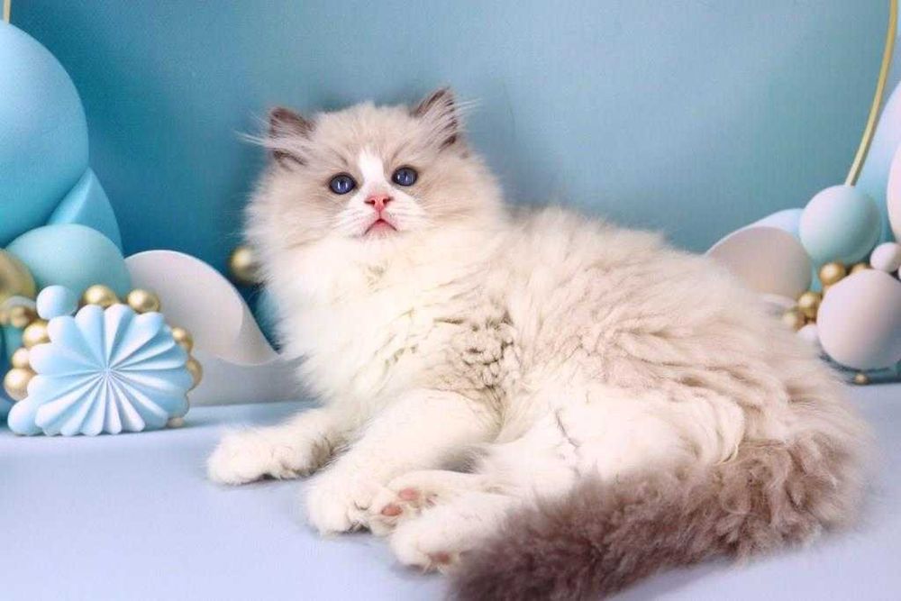 Красивий породистий хлопчик-регдолл