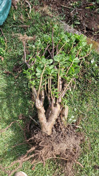 Grande Planta de jade