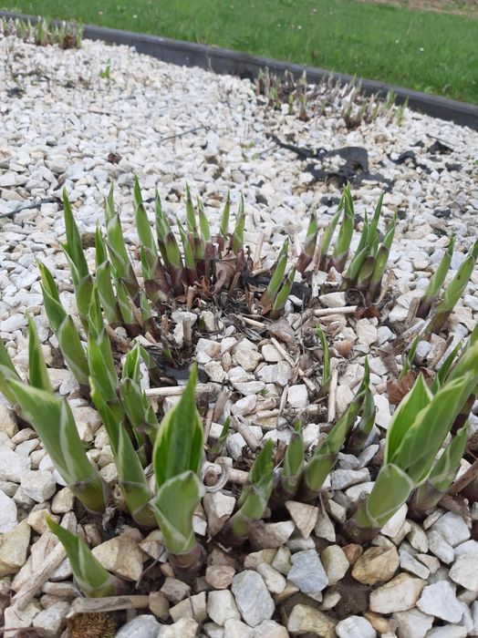 Funkie sadzonki 20 szt