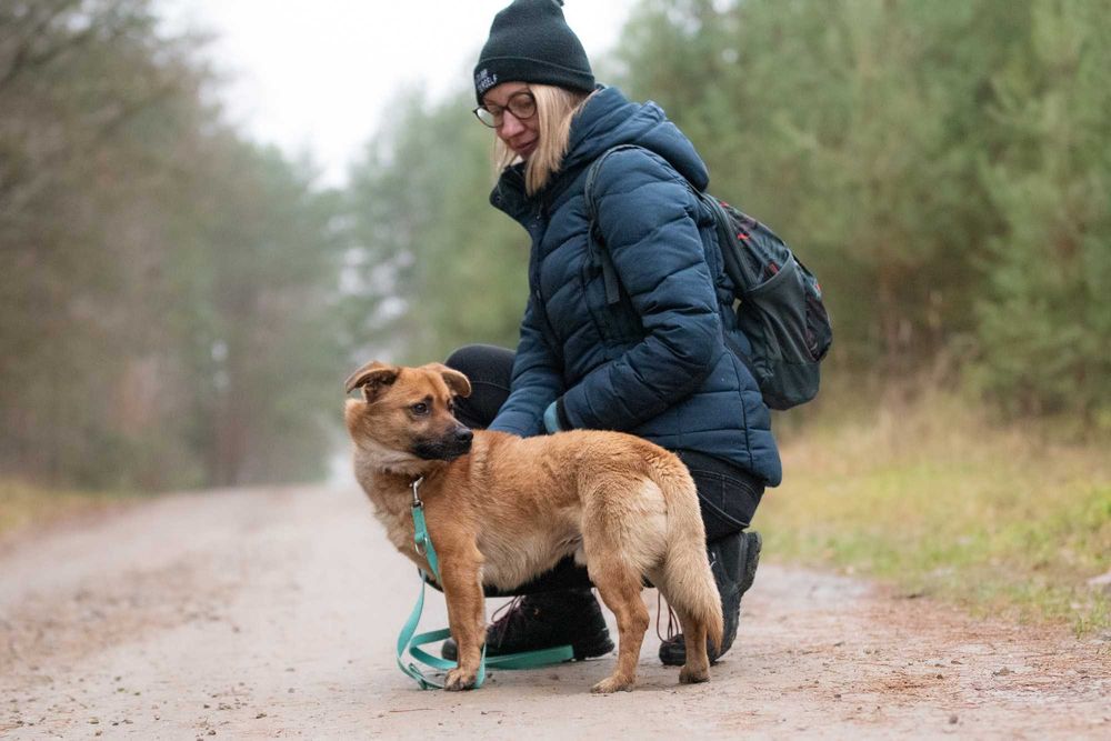 Kortu: dworskie maniery, łagodny charakter