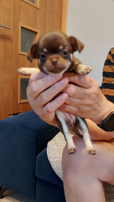 Szczeniak Chihuahua