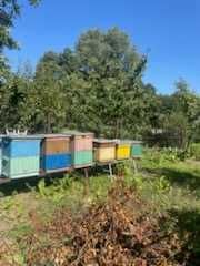 Ule Wielkopolskie z akcesoriami 9 sztuk