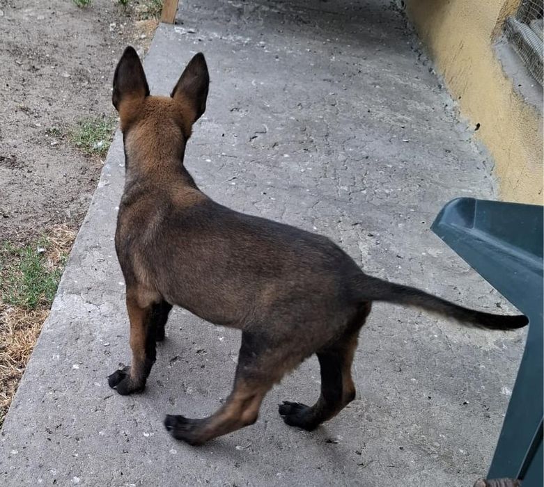 Owczarek belgijski Malinois