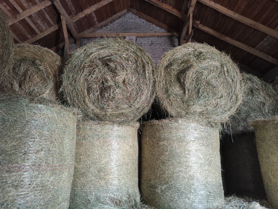 Siano 2025 świeże pachnące