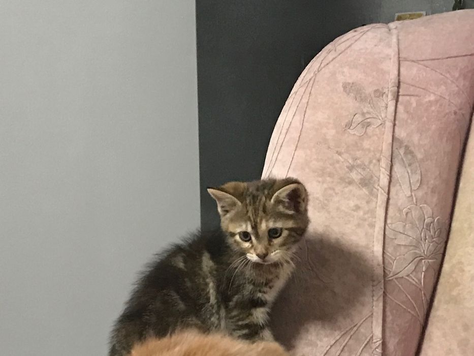 Отдам кошечку в хорошие руки!