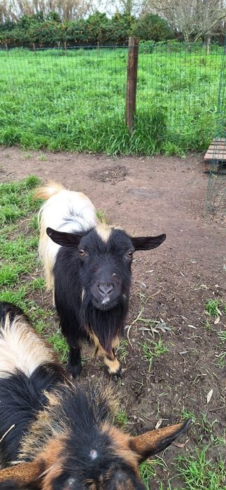 Çabritos machos novos