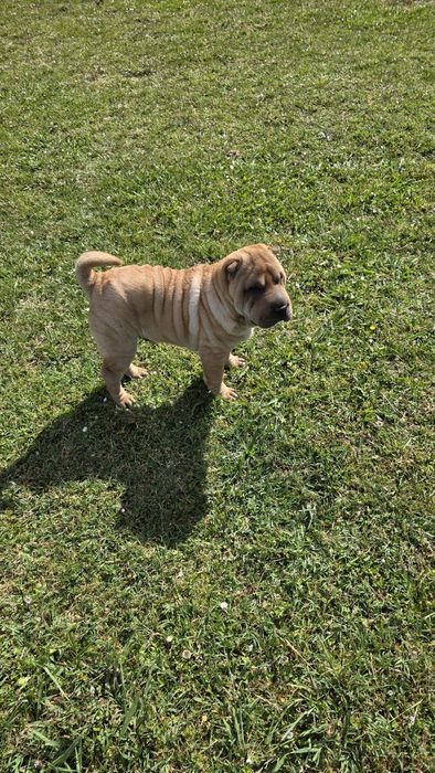 Sharpei macho puro