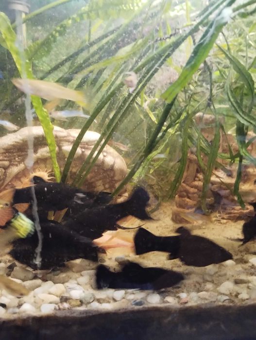 Molinezje z własnej chodowli