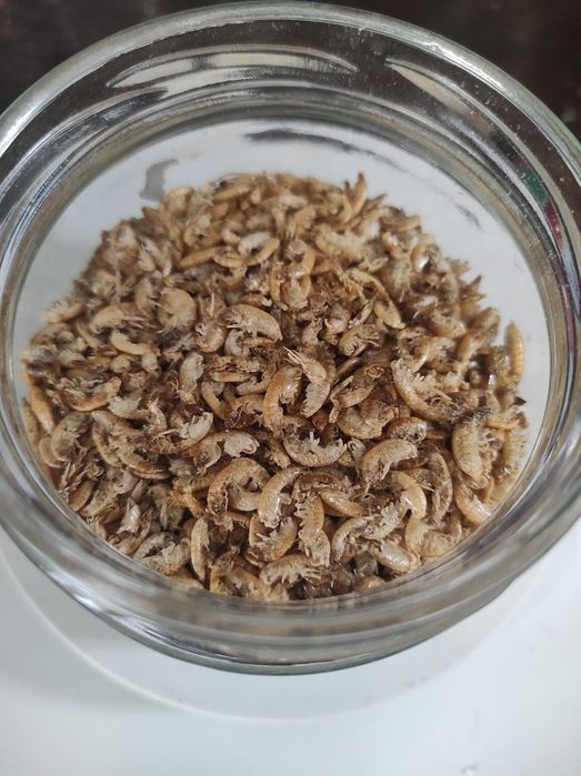 Сепия, корм для улиток ахатин, гигрометр, гаммарус