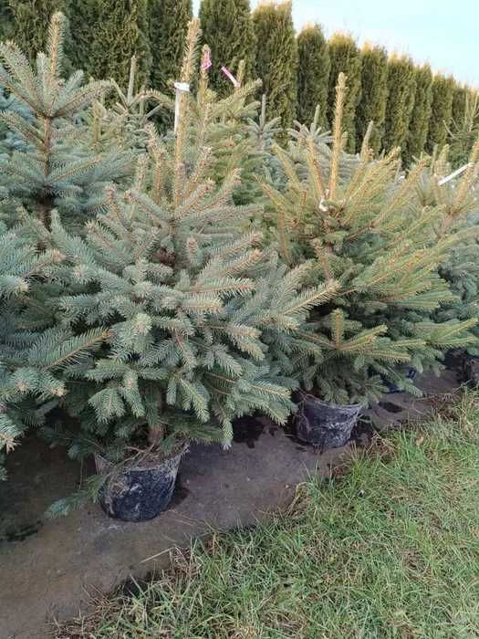 Przekorzeniony świerk srebrny donica 1 - 1,5m EKO