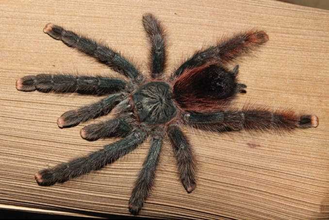 Avicularia avicularia ptasznik nadrzewny L3