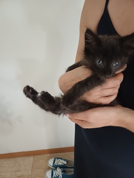 Gatinho preto com olhos azuis - 2 meses