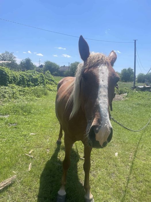 Кобила молода 3.5 роки