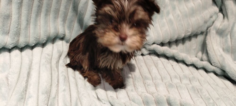 Yorkshire terrier czekoladowa suczka