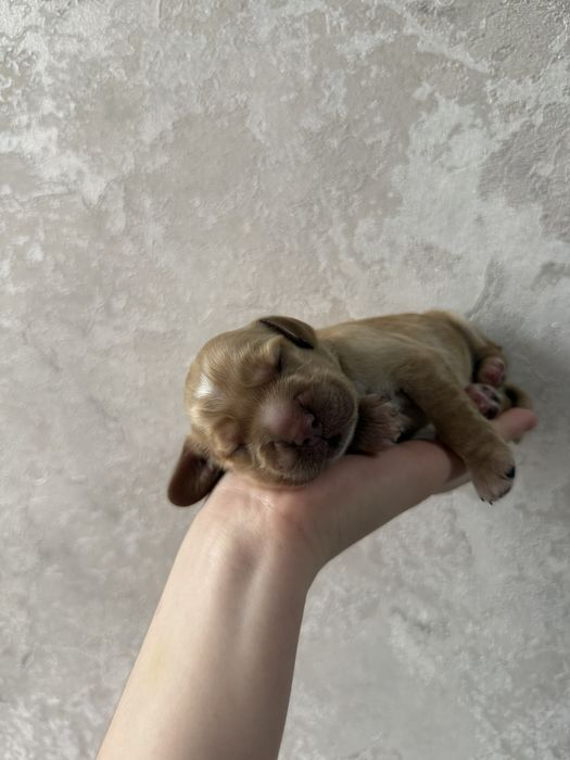 Англійські спаніелі у пошуках родини