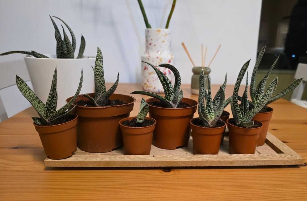 Gasteria (vários tamanhos)