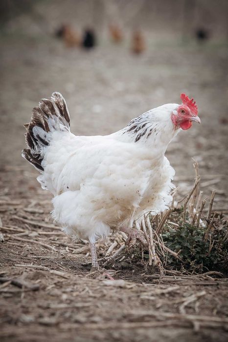 Kura Zielononóżka Leghorn - Transport gratis !