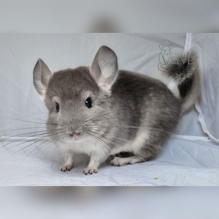Szynszyl szynszyla samczyk samiec violet fiolet fioletowy