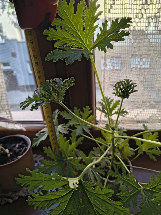 Geranium pelargonia pachnąca anginka  sztuki